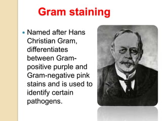 Gram staining
 Named after Hans
Christian Gram,
differentiates
between Gram-
positive purple and
Gram-negative pink
stains and is used to
identify certain
pathogens.
 