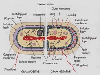 Cell structure differentiates Gram
positive from Gram Negative
 