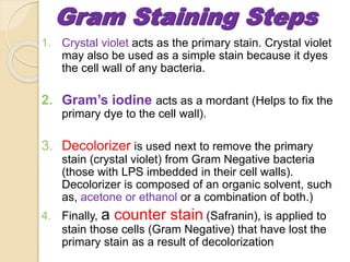 1. Crystal violet acts as the primary stain. Crystal violet
may also be used as a simple stain because it dyes
the cell wall of any bacteria.
2. Gram’s iodine acts as a mordant (Helps to fix the
primary dye to the cell wall).
3. Decolorizer is used next to remove the primary
stain (crystal violet) from Gram Negative bacteria
(those with LPS imbedded in their cell walls).
Decolorizer is composed of an organic solvent, such
as, acetone or ethanol or a combination of both.)
4. Finally, a counter stain (Safranin), is applied to
stain those cells (Gram Negative) that have lost the
primary stain as a result of decolorization
Gram Staining Steps
 
