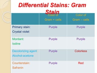 Color of
Gram + cells
Color of
Gram – cells
Primary stain:
Crystal violet
Purple Purple
Mordant:
Iodine
Purple Purple
Decolorizing agent:
Alcohol-acetone
Purple Colorless
Counterstain:
Safranin
Purple Red
Differential Stains: Gram
Stain
 