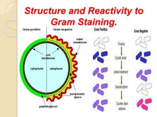 Structure and Reactivity to
Gram Staining.
 
