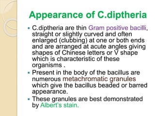  C.diptheria are thin Gram positive bacilli,
straight or slightly curved and often
enlarged (clubbing) at one or both ends
and are arranged at acute angles giving
shapes of Chinese letters or V shape
which is characteristic of these
organisms .
 Present in the body of the bacillus are
numerous metachromatic granules
which give the bacillus beaded or barred
appearance.
 These granules are best demonstrated
by Albert’s stain.
Appearance of C.diptheria
 