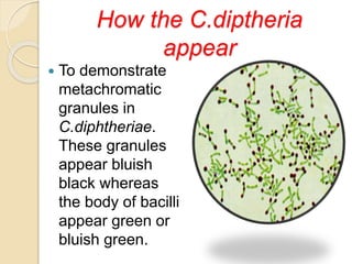 How the C.diptheria
appear
 To demonstrate
metachromatic
granules in
C.diphtheriae.
These granules
appear bluish
black whereas
the body of bacilli
appear green or
bluish green.
 