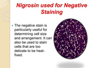 Nigrosin used for Negative
Staining
 The negative stain is
particularly useful for
determining cell size
and arrangement. It can
also be used to stain
cells that are too
delicate to be heat-
fixed.
 