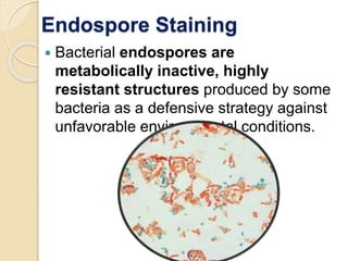 Endospore Staining
 Bacterial endospores are
metabolically inactive, highly
resistant structures produced by some
bacteria as a defensive strategy against
unfavorable environmental conditions.
 