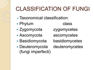 Taxonomical classification:
 Phylum class
 Zygomycota zygomycetes
 Ascomycota ascomycetes
 Basidiomycota basidiomycetes
 Deuteromycota deuteromycetes
(fungi imperfecti)
CLASSIFICATION OF FUNGI
 