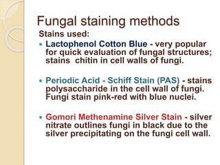 Fungal staining methods
Stains used:
 Lactophenol Cotton Blue - very popular
for quick evaluation of fungal structures;
stains chitin in cell walls of fungi.
 Periodic Acid - Schiff Stain (PAS) - stains
polysaccharide in the cell wall of fungi.
Fungi stain pink-red with blue nuclei.
 Gomori Methenamine Silver Stain - silver
nitrate outlines fungi in black due to the
silver precipitating on the fungi cell wall.
 