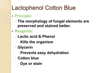 Lactophenol Cotton Blue
 Principle:
◦ The morphology of fungal elements are
preserved and stained better.
 Reagents:
◦ Lactic acid & Phenol
 Kills the organism
◦ Glycerin
 Prevents easy dehydration
◦ Cotton blue
 Dye or stain
 