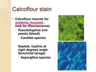 Calcoflour stain
 Calcoflour mounts for
systemic mycoses ,
look for (flourescence)
◦ Pseudohyphae and
yeasts (blood)
 Candida species
◦ Septate, hyaline at
right degrees angle
(bronchial lavage)
 Aspergillus species
 