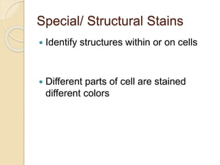 Special/ Structural Stains
 Identify structures within or on cells
 Different parts of cell are stained
different colors
 