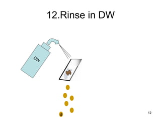 12.Rinse in DW DW d 