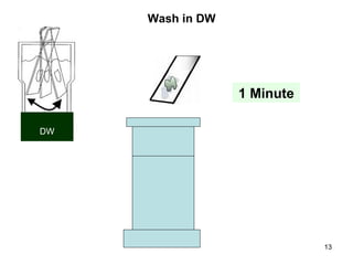 Wash in DW 1 Minute DW 