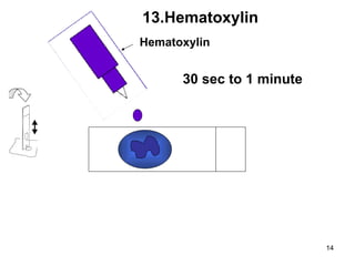 Hematoxylin 13.Hematoxylin 30 sec to 1 minute 