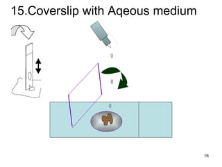 15.Coverslip with Aqeous medium 