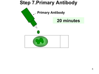 Primary Antibody Step 7.Primary Antibody 20 minutes 