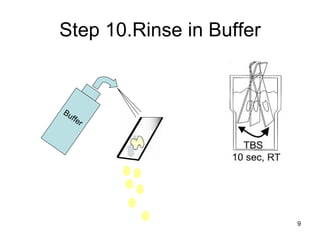 Step 10.Rinse in Buffer Buffer 