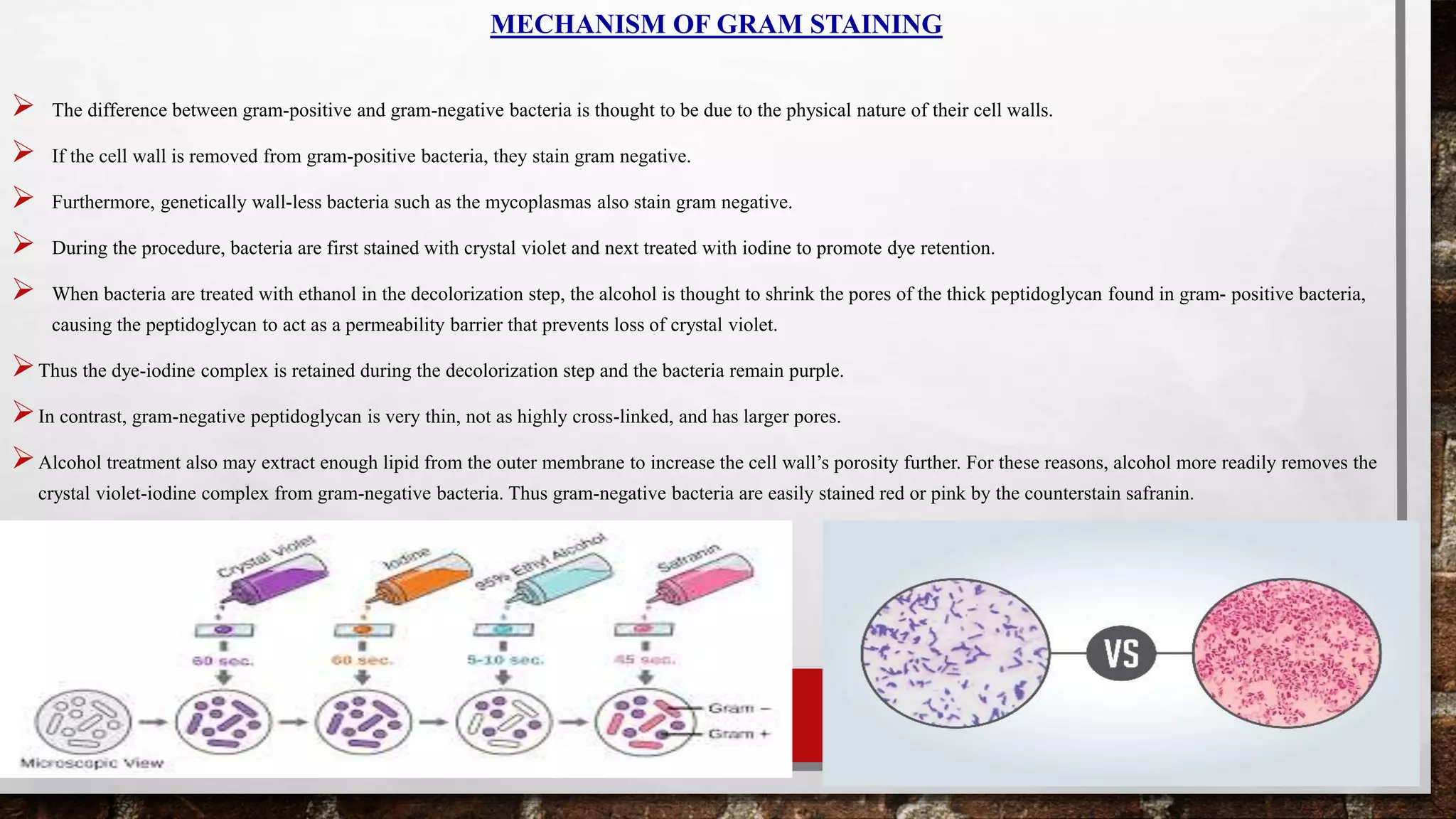 MECHANISM OF GRAM STAINING
 The difference between gram-positive and gram-negative bacteria is thought to be due to the physical nature of their cell walls.
 If the cell wall is removed from gram-positive bacteria, they stain gram negative.
 Furthermore, genetically wall-less bacteria such as the mycoplasmas also stain gram negative.
 During the procedure, bacteria are first stained with crystal violet and next treated with iodine to promote dye retention.
 When bacteria are treated with ethanol in the decolorization step, the alcohol is thought to shrink the pores of the thick peptidoglycan found in gram- positive bacteria,
causing the peptidoglycan to act as a permeability barrier that prevents loss of crystal violet.
Thus the dye-iodine complex is retained during the decolorization step and the bacteria remain purple.
In contrast, gram-negative peptidoglycan is very thin, not as highly cross-linked, and has larger pores.
Alcohol treatment also may extract enough lipid from the outer membrane to increase the cell wall’s porosity further. For these reasons, alcohol more readily removes the
crystal violet-iodine complex from gram-negative bacteria. Thus gram-negative bacteria are easily stained red or pink by the counterstain safranin.
 