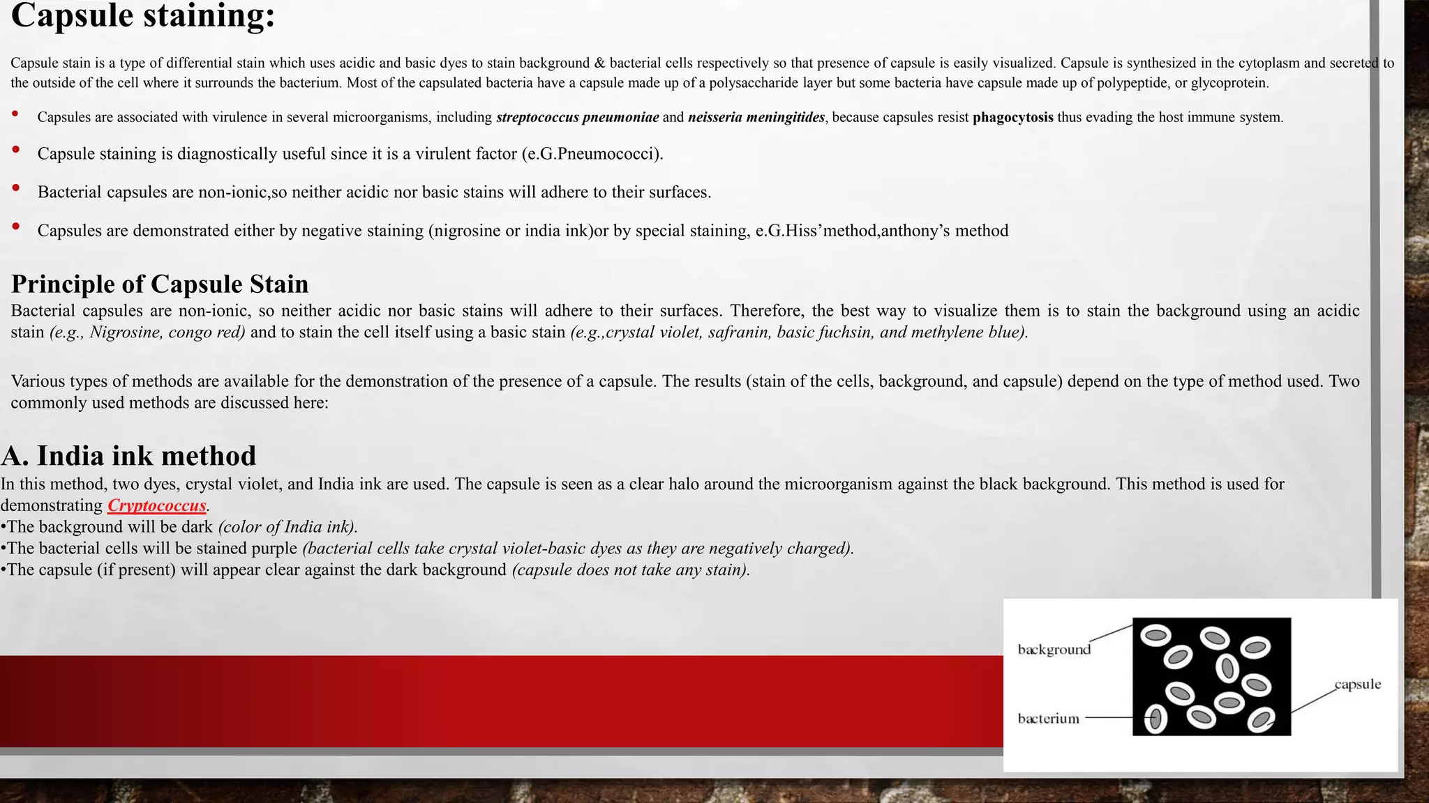 Capsule staining:
Capsule stain is a type of differential stain which uses acidic and basic dyes to stain background & bacterial cells respectively so that presence of capsule is easily visualized. Capsule is synthesized in the cytoplasm and secreted to
the outside of the cell where it surrounds the bacterium. Most of the capsulated bacteria have a capsule made up of a polysaccharide layer but some bacteria have capsule made up of polypeptide, or glycoprotein.
• Capsules are associated with virulence in several microorganisms, including streptococcus pneumoniae and neisseria meningitides, because capsules resist phagocytosis thus evading the host immune system.
• Capsule staining is diagnostically useful since it is a virulent factor (e.G.Pneumococci).
• Bacterial capsules are non-ionic,so neither acidic nor basic stains will adhere to their surfaces.
• Capsules are demonstrated either by negative staining (nigrosine or india ink)or by special staining, e.G.Hiss’method,anthony’s method
Principle of Capsule Stain
Bacterial capsules are non-ionic, so neither acidic nor basic stains will adhere to their surfaces. Therefore, the best way to visualize them is to stain the background using an acidic
stain (e.g., Nigrosine, congo red) and to stain the cell itself using a basic stain (e.g.,crystal violet, safranin, basic fuchsin, and methylene blue).
Various types of methods are available for the demonstration of the presence of a capsule. The results (stain of the cells, background, and capsule) depend on the type of method used. Two
commonly used methods are discussed here:
A. India ink method
In this method, two dyes, crystal violet, and India ink are used. The capsule is seen as a clear halo around the microorganism against the black background. This method is used for
demonstrating Cryptococcus.
•The background will be dark (color of India ink).
•The bacterial cells will be stained purple (bacterial cells take crystal violet-basic dyes as they are negatively charged).
•The capsule (if present) will appear clear against the dark background (capsule does not take any stain).
 