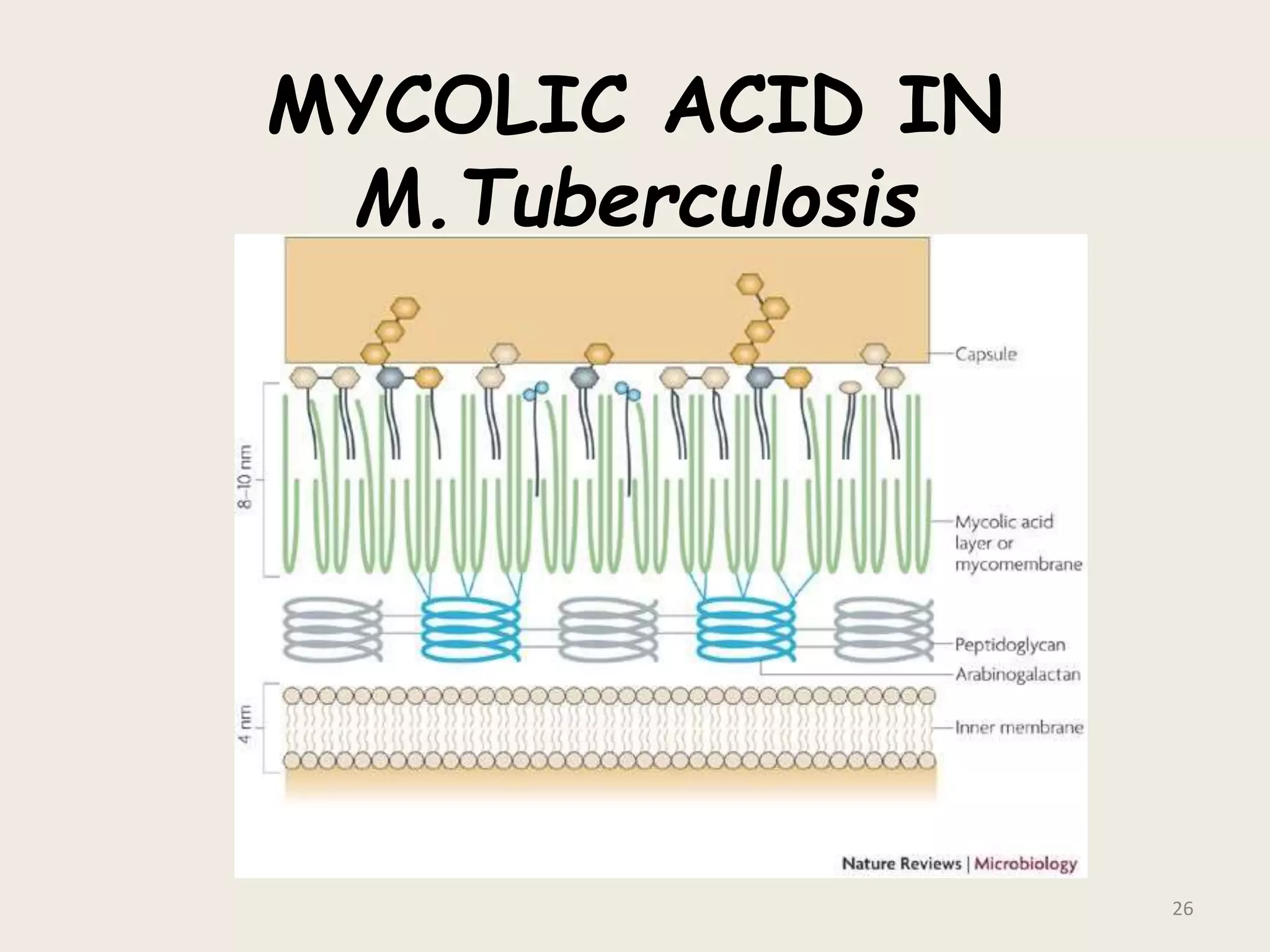 MYCOLIC ACID IN
M.Tuberculosis
26
 