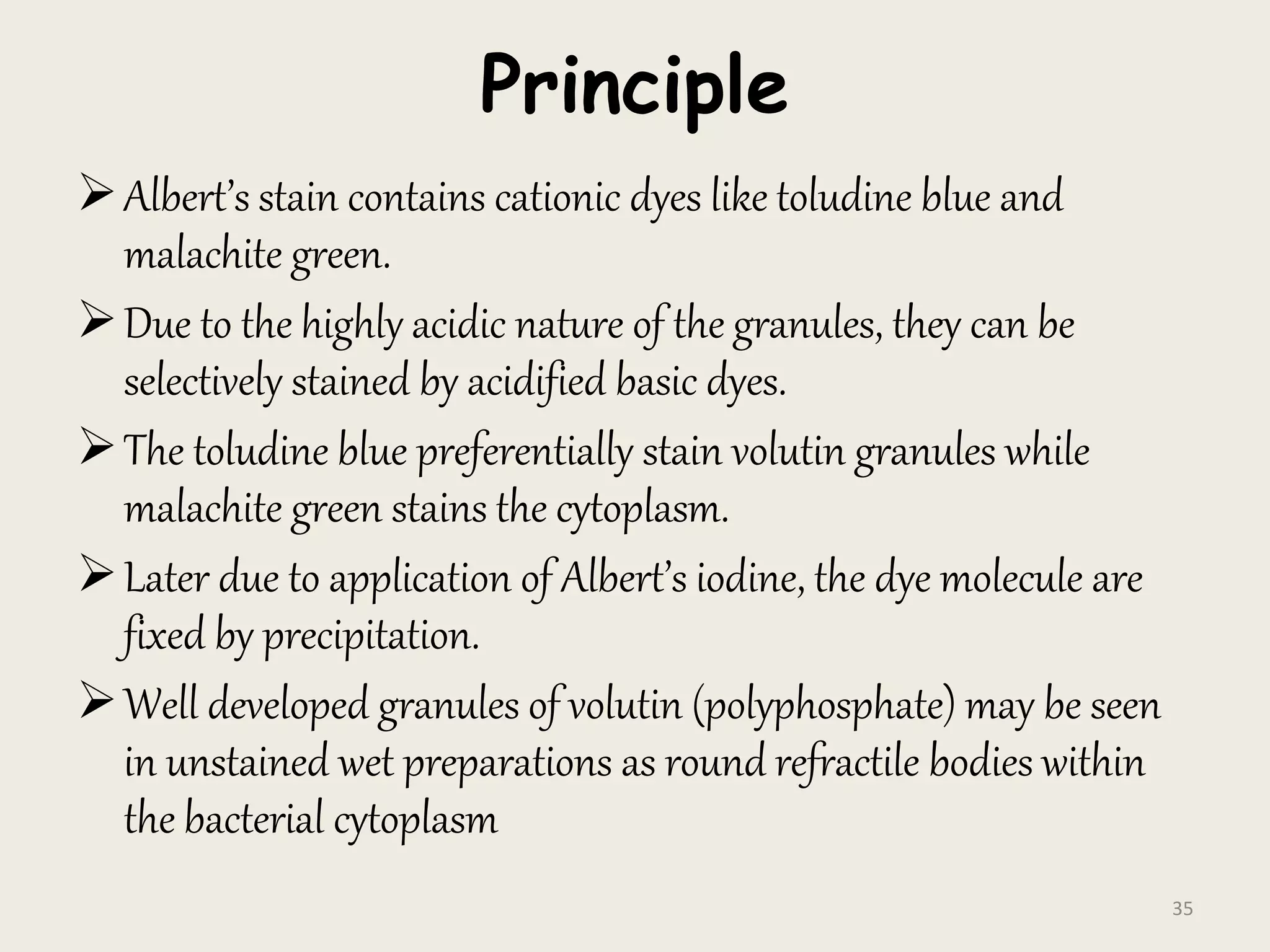 Principle
Albert’s stain contains cationic dyes like toludine blue and
malachite green.
Due to the highly acidic nature of the granules, they can be
selectively stained by acidified basic dyes.
The toludine blue preferentially stain volutin granules while
malachite green stains the cytoplasm.
Later due to application of Albert’s iodine, the dye molecule are
fixed by precipitation.
Well developed granules of volutin (polyphosphate) may be seen
in unstained wet preparations as round refractile bodies within
the bacterial cytoplasm
35
 