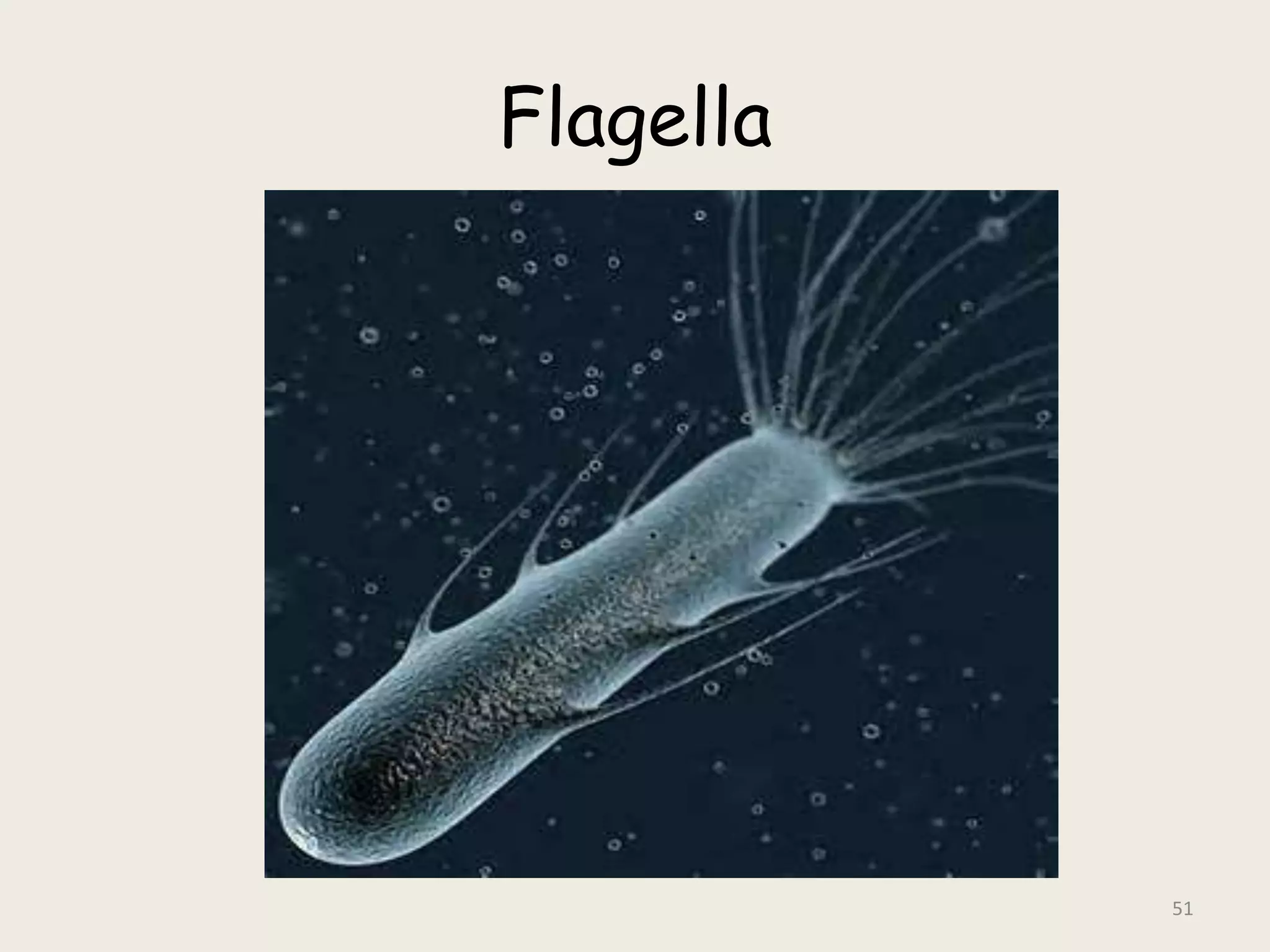 Flagella
51
 