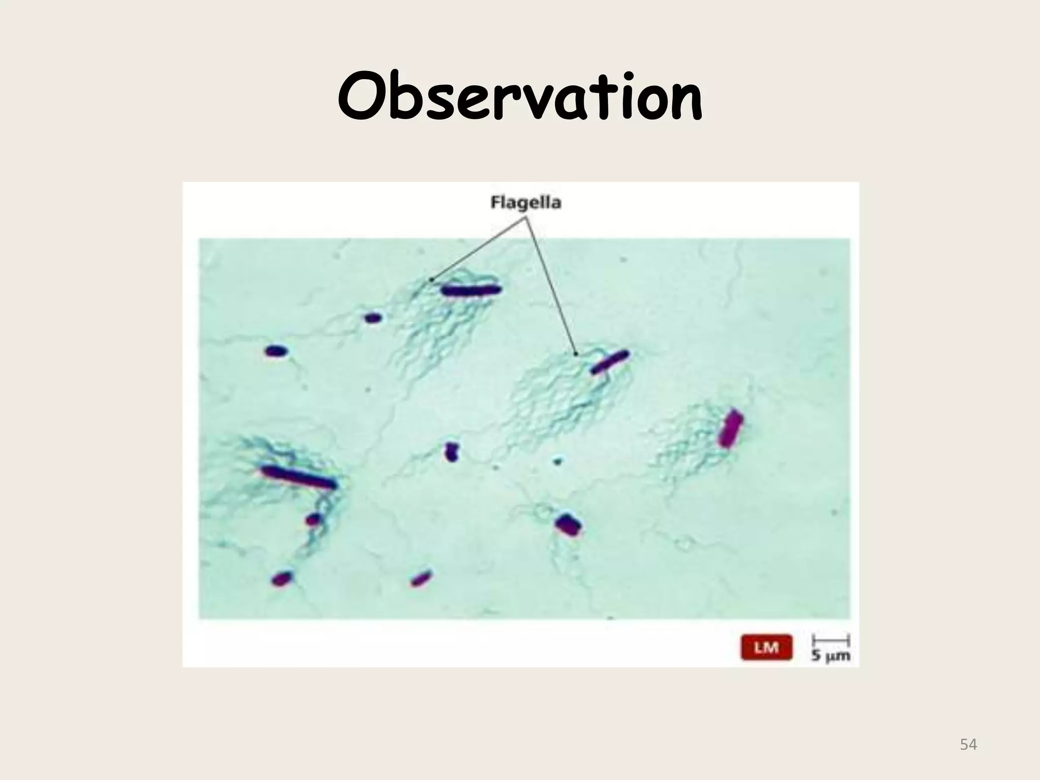 Observation
54
 