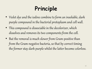 Principle
• Violet dye and the iodine combine to form an insoluble, dark
purple compound in the bacterial protoplasm and cell wall.
• This compound is dissociable in the decolorizer, which
dissolves and removes its two components from the cell.
• But the removal is much slower from Gram-positive than
from the Gram-negative bacteria, so that by correct timing
the former stay dark purple whilst the latter become colorless.
15
 