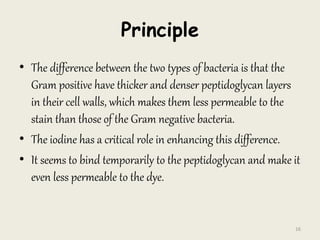 Principle
• The difference between the two types of bacteria is that the
Gram positive have thicker and denser peptidoglycan layers
in their cell walls, which makes them less permeable to the
stain than those of the Gram negative bacteria.
• The iodine has a critical role in enhancing this difference.
• It seems to bind temporarily to the peptidoglycan and make it
even less permeable to the dye.
16
 