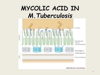 MYCOLIC ACID IN
M.Tuberculosis
26
 