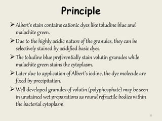 Principle
Albert’s stain contains cationic dyes like toludine blue and
malachite green.
Due to the highly acidic nature of the granules, they can be
selectively stained by acidified basic dyes.
The toludine blue preferentially stain volutin granules while
malachite green stains the cytoplasm.
Later due to application of Albert’s iodine, the dye molecule are
fixed by precipitation.
Well developed granules of volutin (polyphosphate) may be seen
in unstained wet preparations as round refractile bodies within
the bacterial cytoplasm
35
 