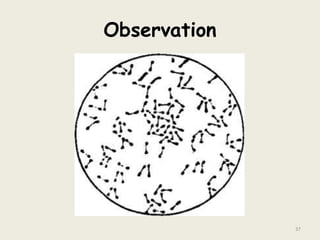 Observation
37
 