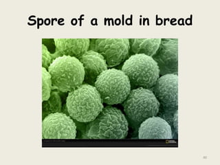 Spore of a mold in bread
40
 