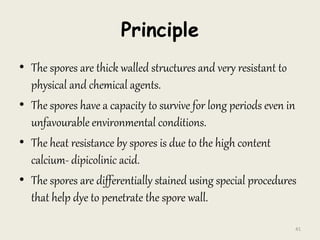 Principle
• The spores are thick walled structures and very resistant to
physical and chemical agents.
• The spores have a capacity to survive for long periods even in
unfavourable environmental conditions.
• The heat resistance by spores is due to the high content
calcium- dipicolinic acid.
• The spores are differentially stained using special procedures
that help dye to penetrate the spore wall.
41
 