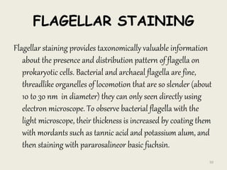 FLAGELLAR STAINING
Flagellar staining provides taxonomically valuable information
about the presence and distribution pattern of flagella on
prokaryotic cells. Bacterial and archaeal flagella are fine,
threadlike organelles of locomotion that are so slender (about
10 to 30 nm in diameter) they can only seen directly using
electron microscope. To observe bacterial flagella with the
light microscope, their thickness is increased by coating them
with mordants such as tannic acid and potassium alum, and
then staining with pararosalineor basic fuchsin.
50
 
