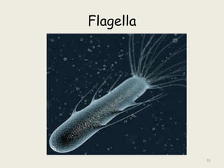 Flagella
51
 
