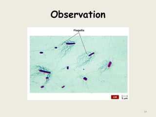 Observation
54
 