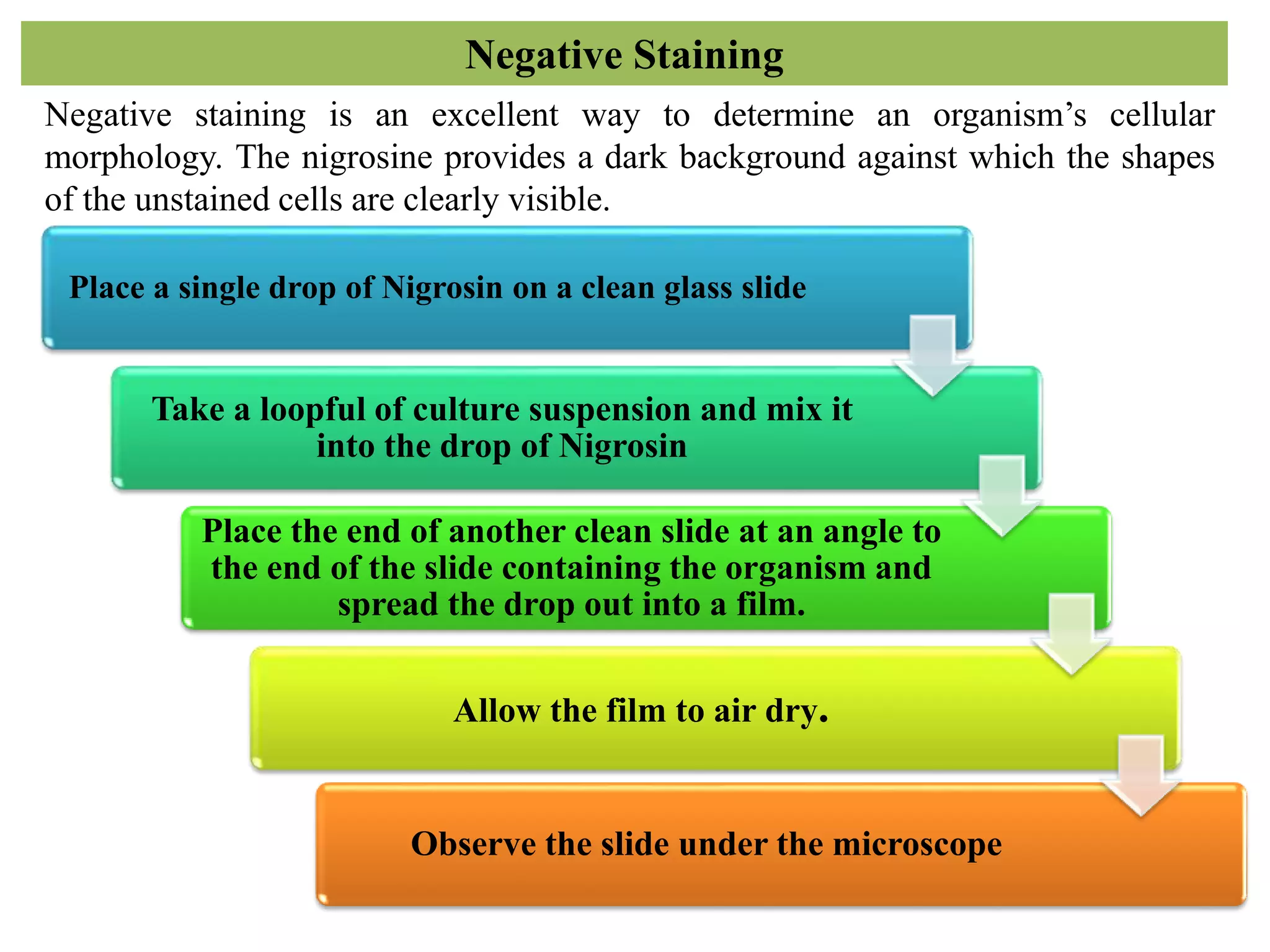 Negative Staining
Negative staining is an excellent way to determine an organism’s cellular
morphology. The nigrosine provides a dark background against which the shapes
of the unstained cells are clearly visible.
Place a single drop of Nigrosin on a clean glass slide
Take a loopful of culture suspension and mix it
into the drop of Nigrosin
Place the end of another clean slide at an angle to
the end of the slide containing the organism and
spread the drop out into a film.
Allow the film to air dry.
Observe the slide under the microscope
 