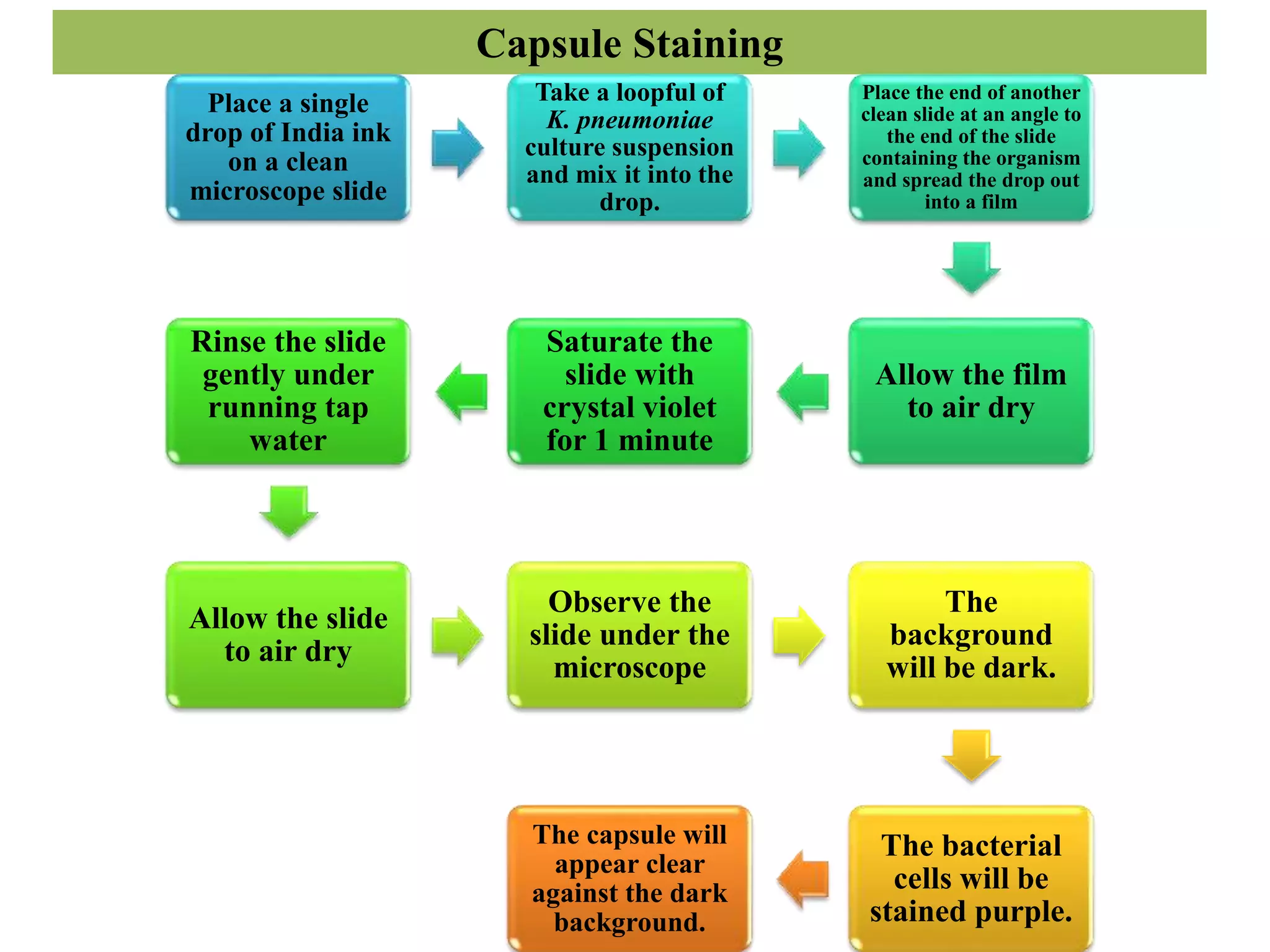 Capsule Staining
Place a single
drop of India ink
on a clean
microscope slide
Take a loopful of
K. pneumoniae
culture suspension
and mix it into the
drop.
Place the end of another
clean slide at an angle to
the end of the slide
containing the organism
and spread the drop out
into a film
Allow the film
to air dry
Saturate the
slide with
crystal violet
for 1 minute
Rinse the slide
gently under
running tap
water
Allow the slide
to air dry
Observe the
slide under the
microscope
The
background
will be dark.
The bacterial
cells will be
stained purple.
The capsule will
appear clear
against the dark
background.
 