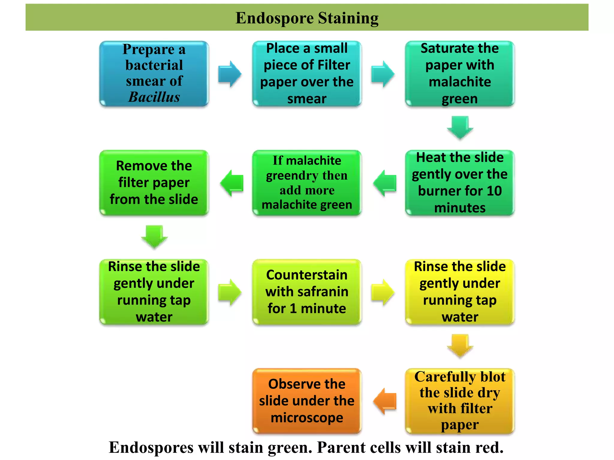 Endospore Staining
Prepare a
bacterial
smear of
Bacillus
Place a small
piece of Filter
paper over the
smear
Saturate the
paper with
malachite
green
Heat the slide
gently over the
burner for 10
minutes
If malachite
greendry then
add more
malachite green
Remove the
filter paper
from the slide
Rinse the slide
gently under
running tap
water
Counterstain
with safranin
for 1 minute
Rinse the slide
gently under
running tap
water
Carefully blot
the slide dry
with filter
paper
Observe the
slide under the
microscope
Endospores will stain green. Parent cells will stain red.
 