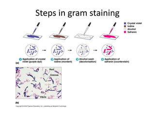 Generalized Staining Staining techniques | PPTX