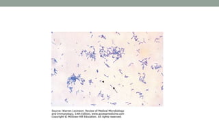 Ri Staining Pattern Staining techniques.pptx