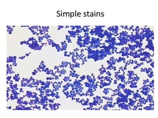 STAINING TECHNIQUES.pptx
