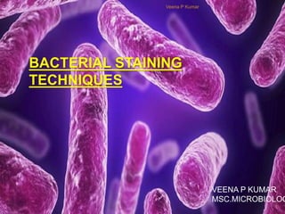 VEENA P KUMAR
1 MSC.MICROBIOLOGY
SCHOOL OF BIOSCIENCE,
MGU
BACTERIAL STAINING
TECHNIQUES
VEENA P KUMAR
MSC.MICROBIOLOG
Veena P Kumar
1
 