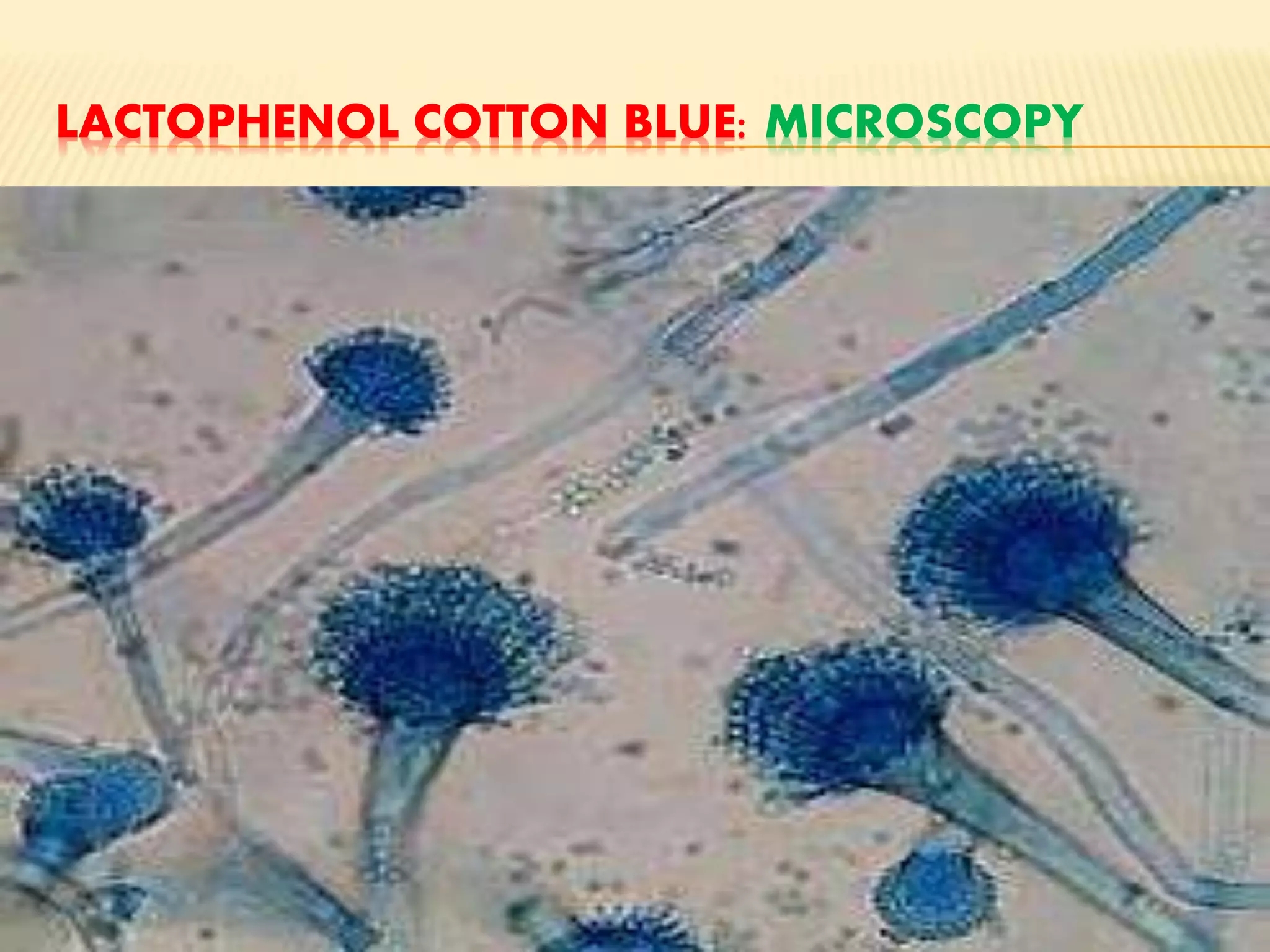 Staining Techniques in Microbiology | PPTX