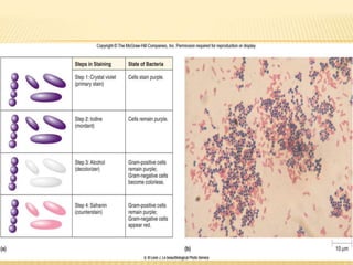 Staining Techniques in Microbiology | PPTX