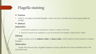Flagella staining
 Purpose:
• Used to visualize bacterial flagella, which are thin, hair-like structures responsible for
motility.
 Method:
Preparation:
1. A bacterial suspension is spread on a slide to create a thin film.
2. Special mordants are applied to coat and thicken the flagella, making them visible.
Staining:
Apply a stain such as Leifson's stain or Gray's stain, which binds to the mordant-coated
flagella.
Observation:
Under the microscope, flagella appear as long, slender structures radiating from the
bacterial cell.
 