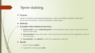 Spore staining
 Purpose:
• Used to identify bacterial endospores, which are highly resistant, dormant
structures formed by certain bacteria under stress.
 Methods:
1. Schaeffer-Fulton Method (Common):
1. Primary Stain: Apply malachite green to the bacterial smear. Heat is used to force the
dye into the spore.
2. Decolorization: Rinse with water, which removes the stain from the vegetative cells but
not the spores.
3. Counterstain: Use safranin to stain the vegetative cells pink.
2. Results:
1. Spores appear green.
2. Vegetative cells appear pink.
 