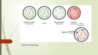Spore staining
 