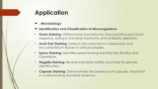 Application
 . Microbiology
 Identification and Classification of Microorganisms
• Gram Staining: Differentiates bacteria into Gram-positive and Gram-
negative, aiding in bacterial taxonomy and antibiotic selection.
• Acid-Fast Staining: Detects Mycobacterium tuberculosis and
Mycobacterium leprae in clinical samples.
• Spore Staining: Identifies spore-forming bacteria like Bacillus and
Clostridium.
• Flagella Staining: Reveals bacterial motility structures for species
identification.
• Capsule Staining: Demonstrates the presence of capsules, important
in understanding bacterial virulence.
 