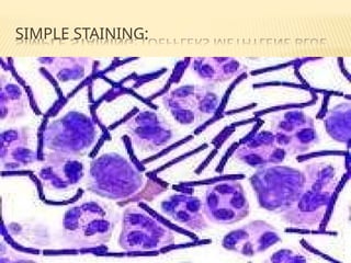 stainingtechniques ppt BPHARM SECOND YEAR .pptx